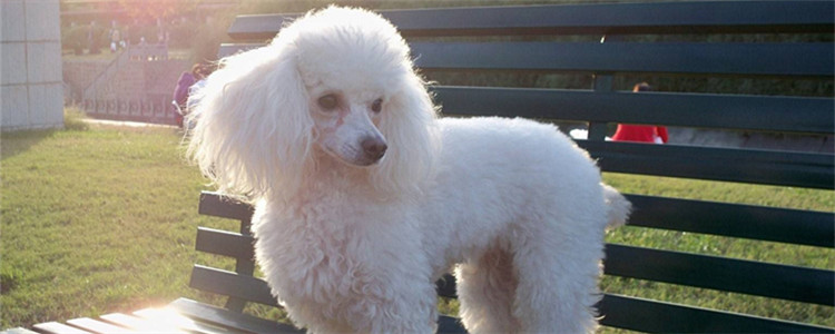 如何饲养贵宾犬 饲养贵宾犬有什么注意事项