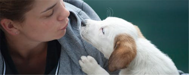 狗狗把你当主人的表现 这五种表现代表狗狗很爱你