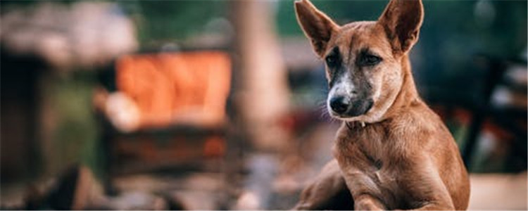 狗狗讨厌主人的四种表现 你家的狗狗讨厌你吗