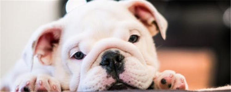 五种体味重的狗 看完你还想养吗