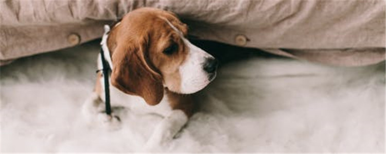 狗狗体味重怎么办 教你三个除臭小妙招