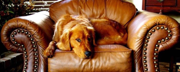 养狗注意事项 这几大隐形杀手应警惕