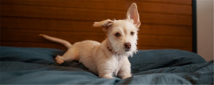 狗狗可以喝酸奶吗 狗狗喝酸奶要注意什么