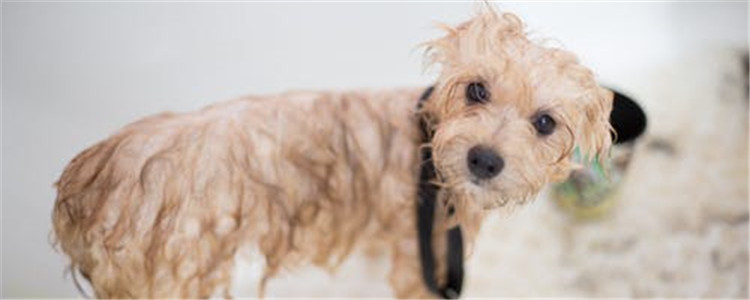 狗狗要死了的五种表现 最好做好狗狗离开的心理准备