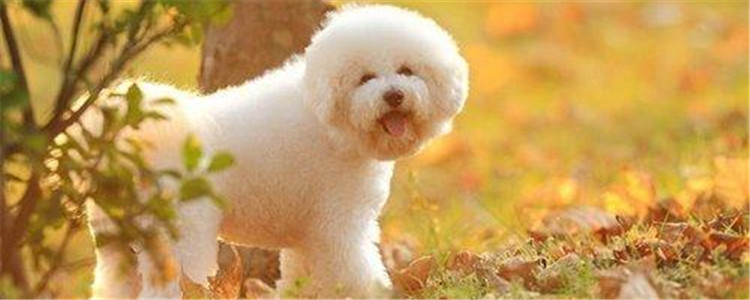 纯种比熊怎么区分 教你辨别比熊是否纯种