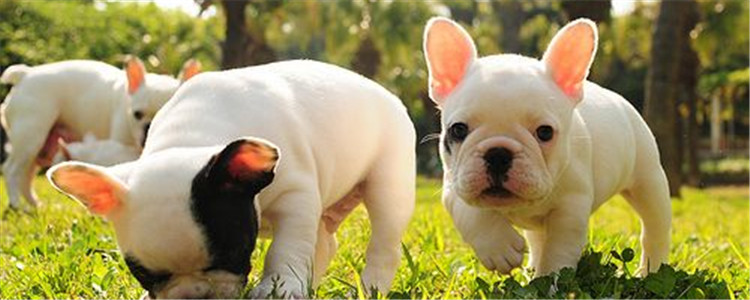 纯种法斗怎么辨别 鉴别法斗的方法你知道吗