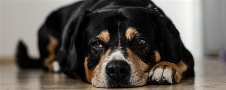 狗狗要死了有什么表现 狗狗出现这四个症状要留心