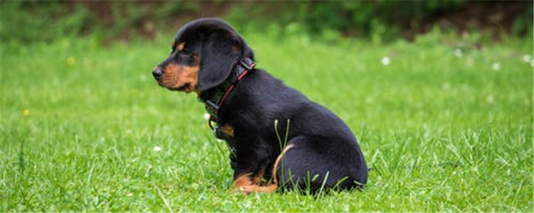 如何训练狗狗定点大小便 四个方面让狗狗学会定点排便