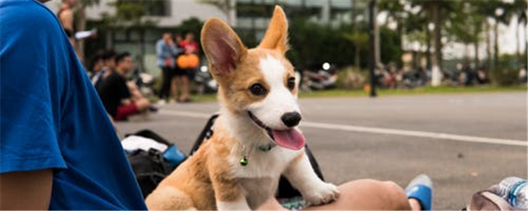 什么东西狗狗不能吃 最好别喂狗狗吃这三种东西