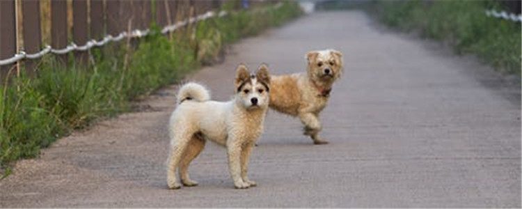 土狗为什么不受欢迎 田园犬不招人待见的原因是啥