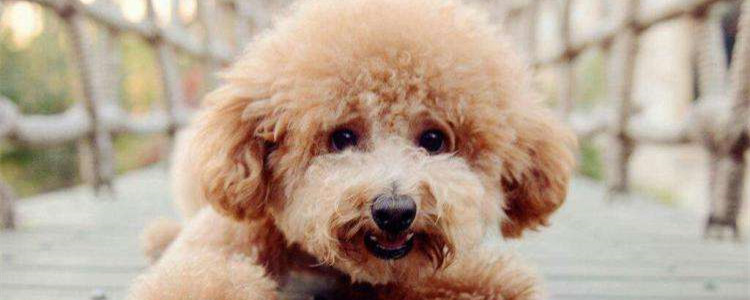 泰迪纯不纯怎么看 只需三点就能分辨泰迪的品质