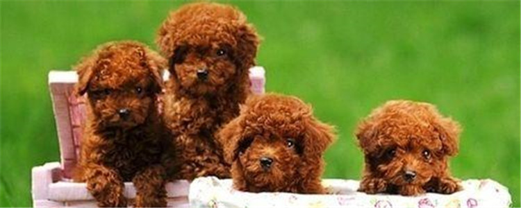 纯种泰迪和杂交泰迪的区别 杂交泰迪居然更好饲养