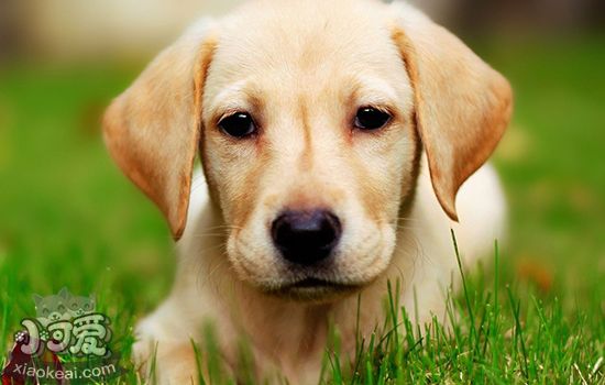 狗狗吐粘稠物带血丝狗狗呕吐物里的危险信号 小可爱宠物网