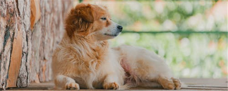 狗狗舔主人是啥意思 狗狗是在传递什么暗号吗