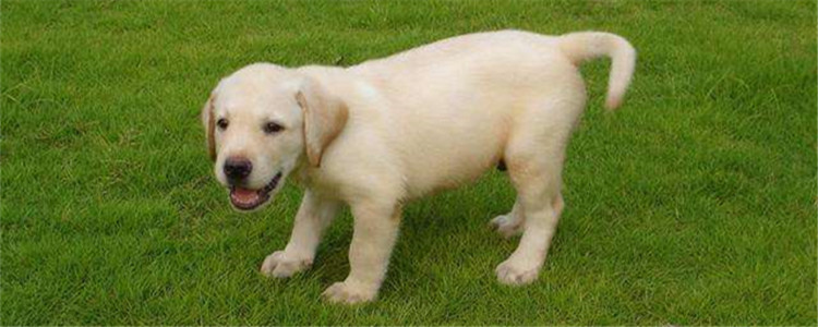 拉布拉多怎么看纯不纯 观察这五个方面就能辨别