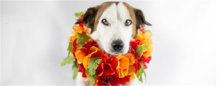 母狗发情怎么办 母狗发情该如何处理