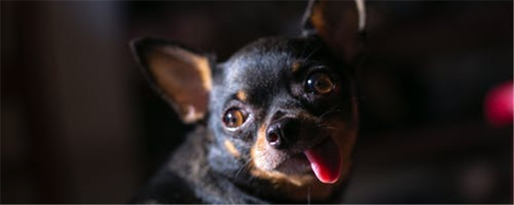 体味小的四种狗 爱干净的人可以了解一下