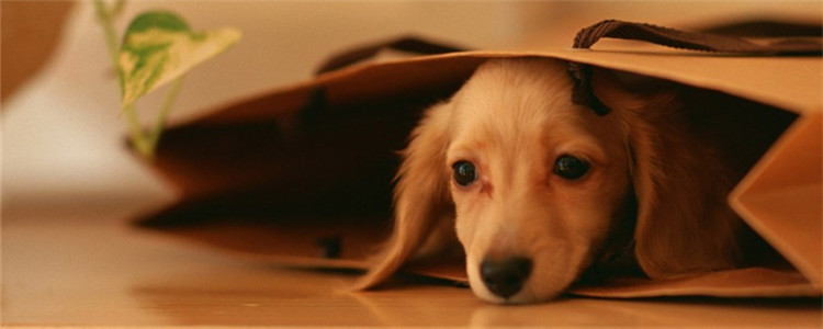 攻击性强的四种小型犬 千万不要随意招惹它们