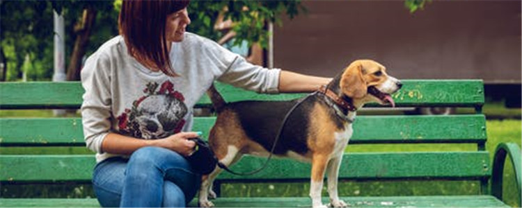 狗狗吃什么对毛发好 这五种食物你给狗狗吃过吗