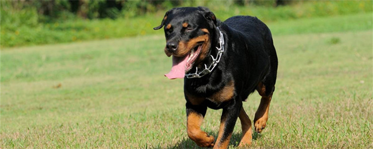 罗威纳有什么优点 细数罗威纳的五大优点