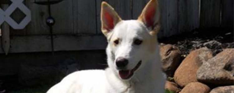 狗狗怕鞭炮声怎么办 试试这样训练它