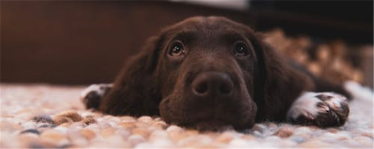 五种饭量大的狗 你真的养得起吗