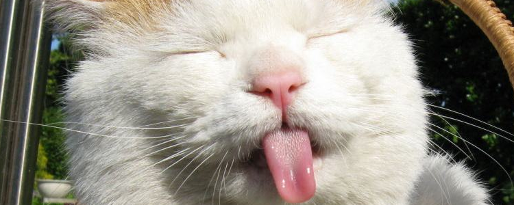 猫喜欢抓窗帘怎么办 教你三招轻松解决