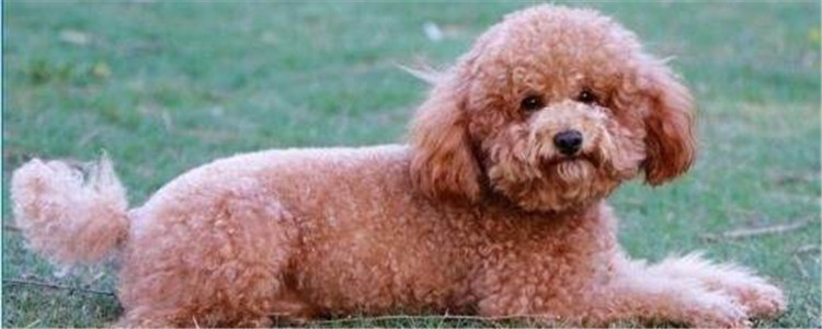 如何能让泰迪长寿 这五方面一定要注意