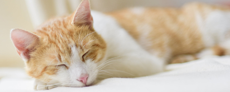 怎么训练猫用猫砂 看完没有上厕所不乖的猫