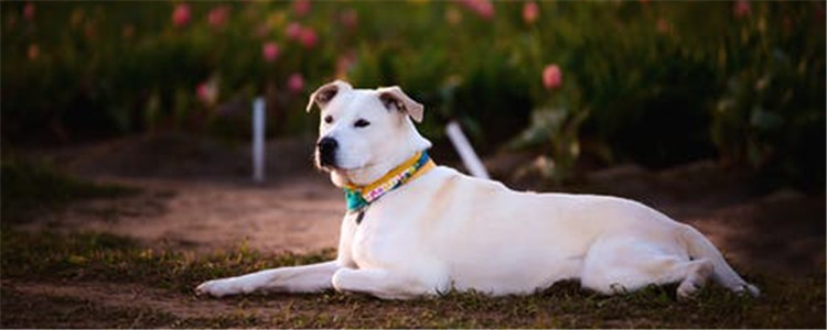 狗狗喜欢你的表现 千万不要嫌狗狗烦哦