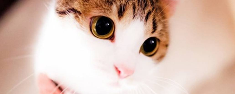 猫抓墙怎么办 猫喜欢抓墙是什么原因