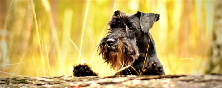 为什么狗狗很瘦 狗狗很瘦的原因有哪些