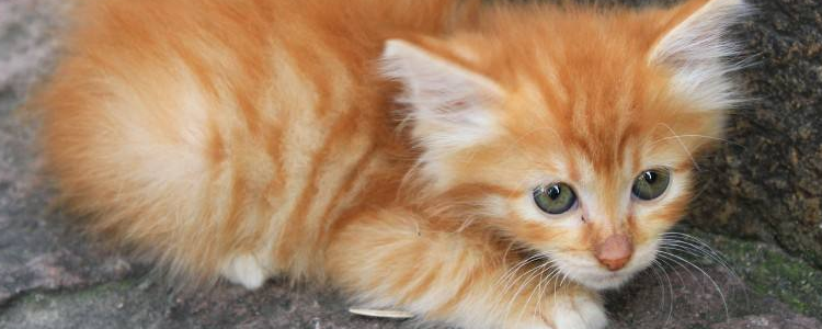 猫咪脾气暴躁怎么办 该如何改善