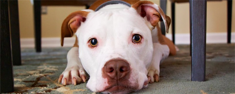 狗狗泪痕吃什么能改善 狗狗有泪痕不能吃什么你知道吗