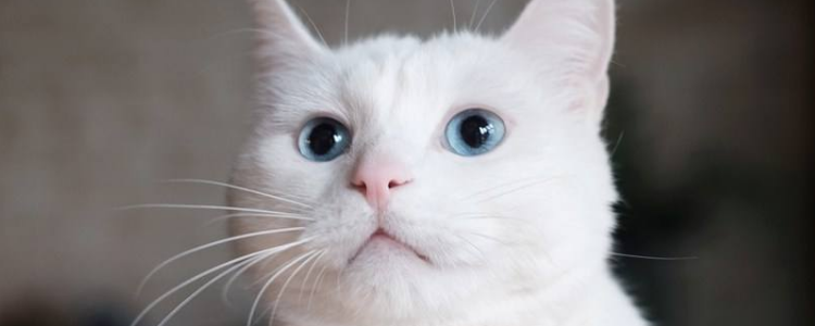 猫的肢体语言解 你真的懂猫咪在想什么吗
