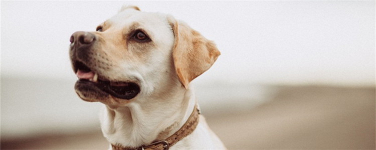 狗狗鼻子褪色怎么办 狗狗鼻子褪色要如何恢复