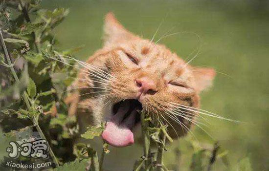 猫咪不能吃什么 猫咪的饮食禁忌大全