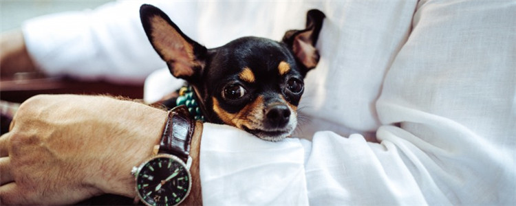 狗狗拉稀是怎么回事 狗狗拉稀的原因有哪些