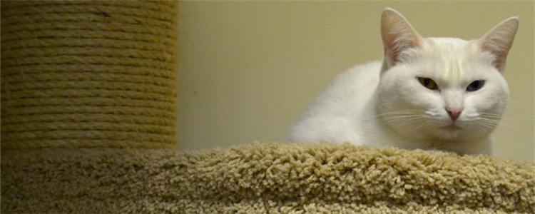 猫尿道感染的症状是什么 这六种症状主人要上心