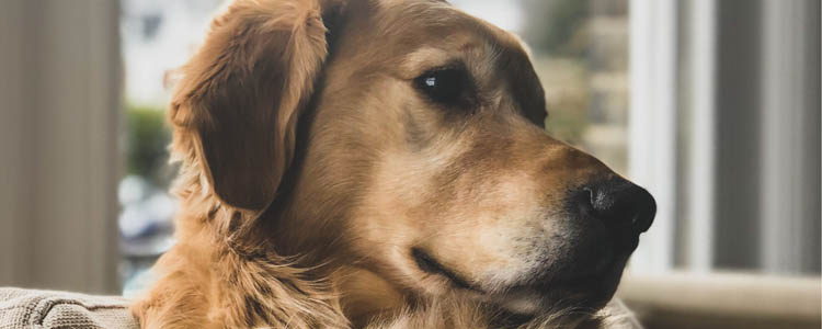 怎么帮狗狗减肥 了解狗狗科学减肥方法避免盲目