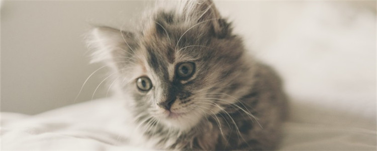 猫咪突然呕吐是为什么 猫咪呕吐的原因有哪些