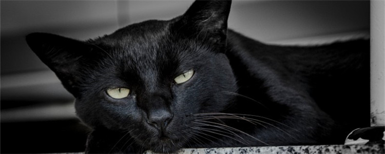 猫咪突然呕吐的三大原因 猫咪呕吐后要注意什么事项