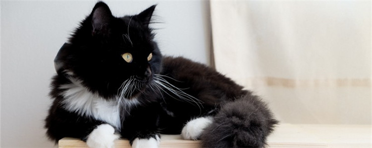 猫咪生气的五个表现 你惹你家猫咪生气过吗