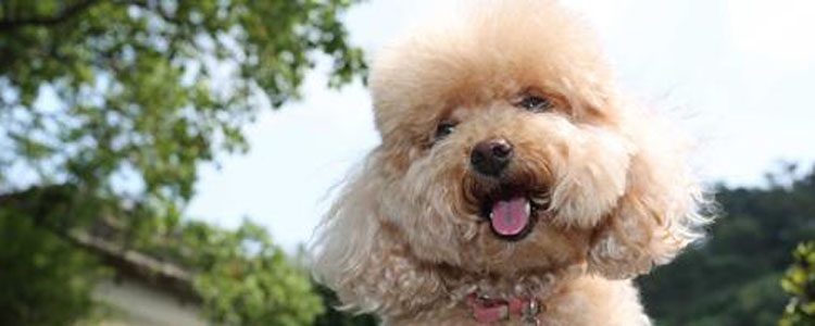 狗中毒怎么办 狗中毒了怎么快速解毒