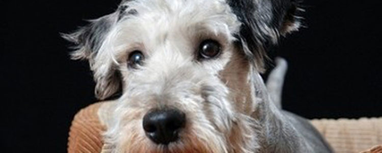 狗狗疼痛的表现有哪些 狗狗疼痛除了叫声还要看动作