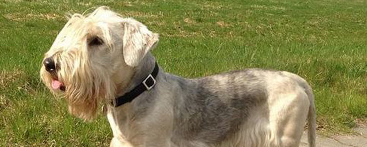 狗死亡的原因是什么 导致宠物死亡的十大原因