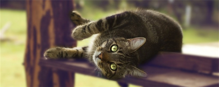 猫咪口炎的症状是什么 猫咪得了口炎要如何治疗