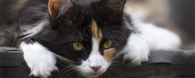 猫咪口炎的发病原因是什么 如何有效的预防口炎