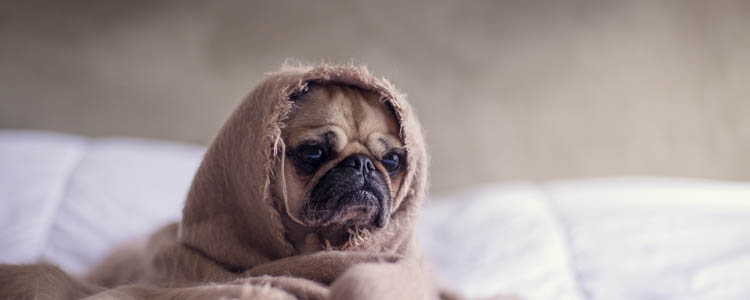 狗狗有什么心理疾病 狗狗也会有心理问题你知道吗