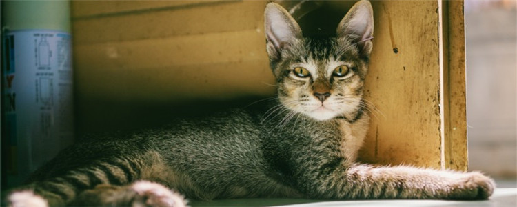 猫口炎是什么 猫口炎的发病原因是什么